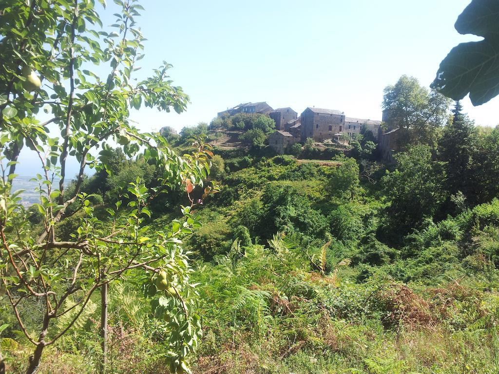 Gite La Fontaine Corse Loreto-di-Casinca Ruang foto